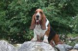 BASSET HOUND 146